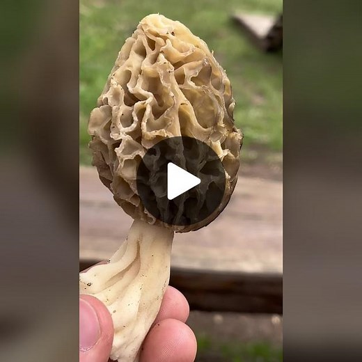 Morchella Conica: A Guide to Black Morels in Mountainous Areas