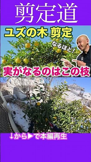 Pruning Yuzu: These are the branches that bear fruit! #Pruning #Gardening #Trees #Beginner #Yuzu ...