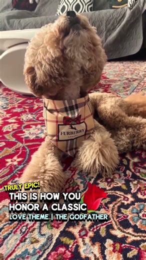 Charlie's "Love Theme from The Godfather"! Iconic cinematic romance ✨