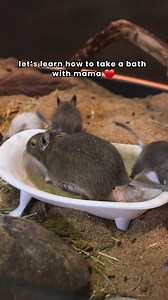 Because who doesn't want to watch baby degus figure out how to take their very first dust bath? 😍🤗 Mom is leading by example! | Liberty Science Center