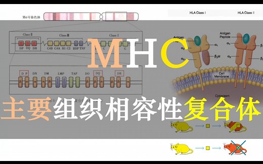 【免疫三分钟】MHC：为什么器官移植会有排斥反应？T细胞和MHC有什么关系？主要组织相容性复合体告诉你