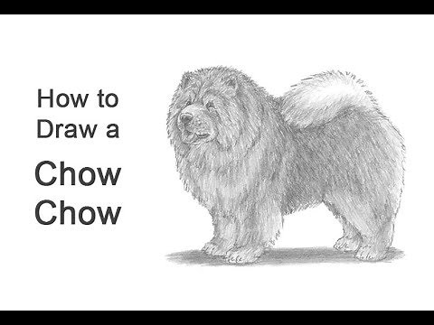 How to Draw a Dog (Chow Chow)