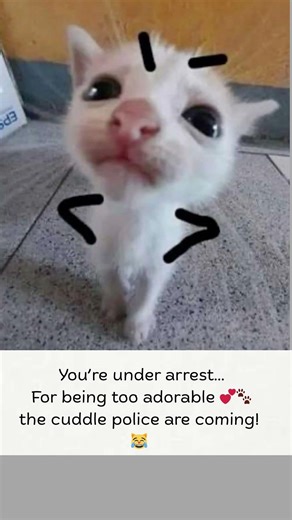 You steal kitty's heart !!! 😹❤️