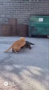 Two Cats Fighting! 😼⚔️ #ai #funny #animalcomedy