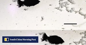 Meet the Chinese fish robots that can ‘eat’ microplastics – and maybe help clean up oceans