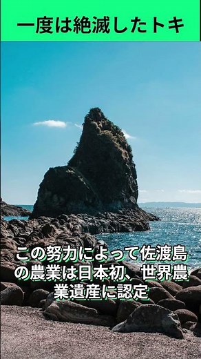 【涙の復活劇】一度は完全に絶滅した「日本の鳥」が、佐渡島で大復活を遂げた奇跡 #環境問題 #雑学