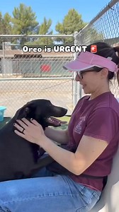 3.2K views · 128 reactions | Oreo is a 1 1/2 year old, 43 lb #lab...