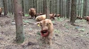 39K views · 172 reactions | Cows don’t go cow, they go MOO  | Pete Bishop | Facebook