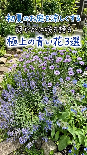 [A Cool Blue Garden] 3 Blue Flowers to Refresh Your Early Summer Garden
