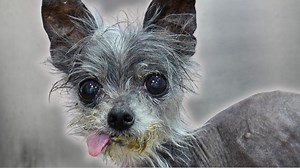 A Psychopathic Gremlin Dog With A Foot Fetish Part 2 😂 | Girl With The Dogs