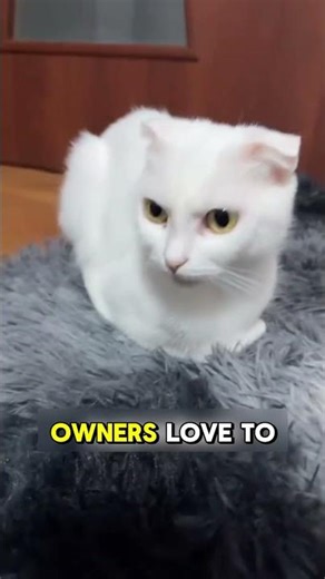 Why Cats “Loaf” Like Bread 🍞🐱 (Cat Loaf Meaning!)