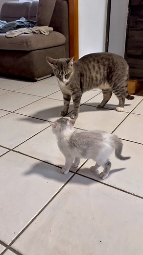 2.1M views · 18K reactions | Voilà comment un chat éduque un chaton sauvage  #chatsauvage #chatfou #chat #cats #chats #catsfights #chaton #catlover #sevragechat #ChatMignon | Mr.Lucky le chat | Facebook