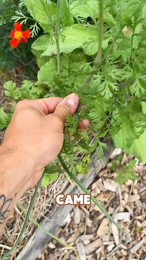 21K views · 944 reactions | HOMEMADE RADICCHIO & BEAN STEW STRAIGHT FROM THE GARDEN 朗齃✨ Fresh from the garden and packed with flavor—this radicchio & bean stew is comfort in a bowl! #homemade #radicchio #beanstew #freshfromthegarden #yum #healthyrecipes #veganrecipes #plantbased #cookingathome #deliciousmeals #foodie | Growing with Redleafranch | Facebook