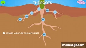 Parts of a Plant for kids || Parts of a Plant on Make a GIF