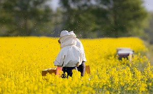 What Is A Warre Hive? An Essential Guide Bee Professor