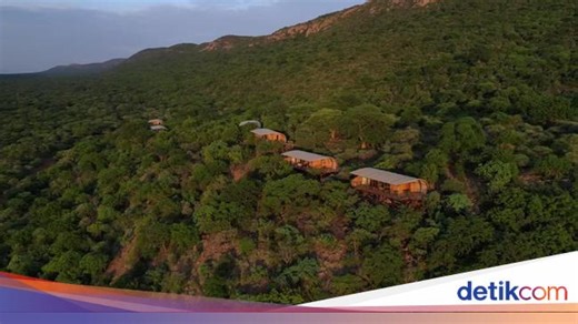 Unik! Safari Mewah di Afrika Selatan, Bayar Sukarela