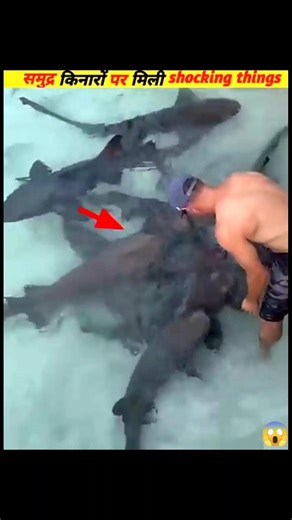 समुद्र के किनारे मिली चौंकाने वाली चीजें #facts #sciencefacts #amazingfacts #trending #animals