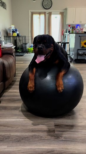 Walmart King and I need another SPRI Exercise ball! King is a ball hog! #petsoftiktok #petsofinstagram #dog #rottweiler | Gara Bill John