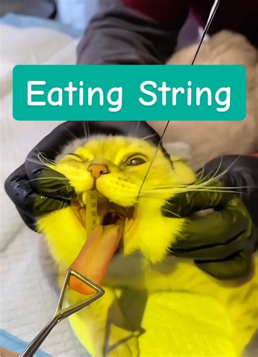 Cat Eating String: A Medical Emergency | Vet Advice