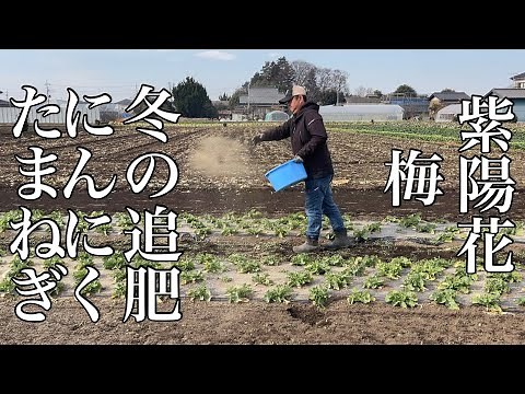 色んな植物に使える籾殻くん炭ボカシの使い方・冬の追肥は上からまくだけで便利 23/1/28