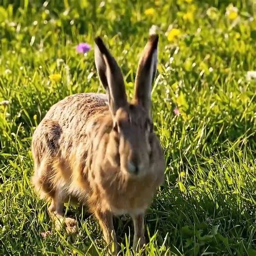 Wild Hare in Sunny Meadow | Hare Habitat, Diet & Lifespan