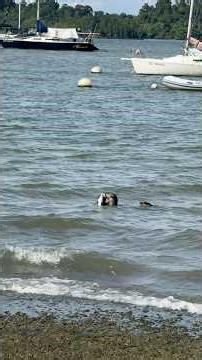 Otter Eating fish at Changi Boardwalk #singapore #otter #animals #sealife #nature