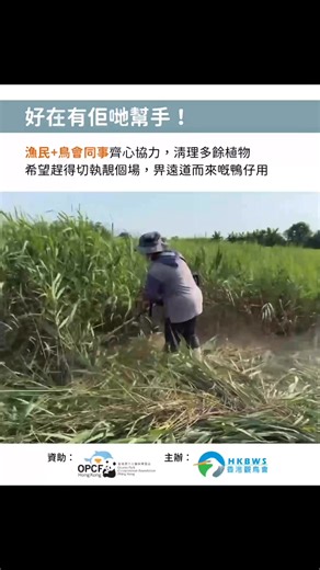 【為野鴨打造五星級酒店🦆⭐⭐⭐⭐⭐】 (eng version follows) 近年后海灣嘅野鴨數量減少，為咗讓來港過冬嘅野鴨喺遷徙旅途上，有合適嘅生境可以安心休息，本會喺Ocean Park Conservation Foundation, Hong Kong (OPCFHK) | 香港海洋公園保育基金 資助下，展開「后海灣野鴨生境營造及持續計劃 2025–2027」。 我哋延續過往4年由鄉郊保育資助計劃及鄉郊保育辦公室資助嘅項目，繼續喺后海灣嘅兩個閒置魚塘推行一系列生境管理工作，營造適合野鴨停悽的「#鴨仔塘」🦆 經過一個雨水豐沛嘅夏季，塘內嘅蘆葦生長驚人，令適合野鴨嘅空間減少。所以塘內嘅植物必須定期進行管理，營造吸引野鴨嘅生境。 8月是本地繁殖季尾聲，而野鴨大約10月遷徙到港，趁塘內雀鳥較少同遷徙野鴨未到港嘅短短兩個月，漁民和同事馬不停蹄地展開植物管理，喺野鴨嚟到前準備一個「五星級酒店」，務求野鴨「好食好住」。 為減低對雀鳥嘅影響，我哋冇採用大型機械除草，取而代之係用手提打草機同「人手拔草」。經過漁民和同事嘅共同努力，成功趕得切清除塘內多餘植被，提供更多空間比野鴨使用！😆 