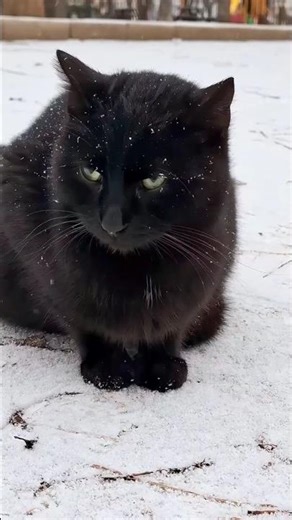 Black Cat Crossing Your Path? Bad Luck or Good Luck?