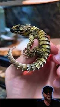 The Lizard That Bites Its Own Tail! Meet the Incredible Ouroborus cataphractus #curiosities #lizard