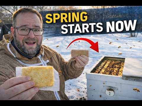 Boosting Colonies After Winter | Protein Patty Test