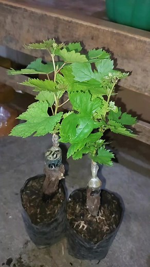 10rb/bibit anggur import cepat berbuah dan terbukti valid bisa COD #bayarditempat #COD #anggurhijau #anggurmerah #viral #fyp #anggur #anggurimport #pengangguran