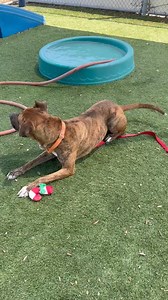 4-22-24 ADOPTED!! Thank you all for sharing!! SAINT CYBAR is on the EUTHANASIA list for 4-22-24 due to time and space!! Saint Cybar is a handsome 3-year-old mixed-breed brindle boy! He has had 2 failed, short-term adoptions that were not his fault! We know SAINT CYBAR to be an extremely affectionate and playful fella! He will play and play until he uses up that energy chasing toys and then wants nothing more than to be petted and offered a couple of treats (which he will sit for and take gently)