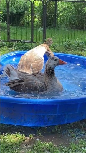 Goose Flips Over In The Pool!
