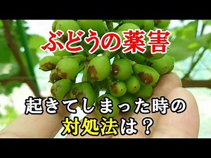 ぶどうの薬害が起きた直後に行った対処 まとめ