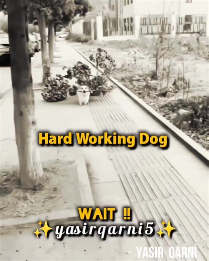 Incredible Hard Working Dog on the Job