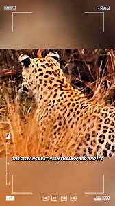 The leopard ambushed a strange creature | Wild Animals