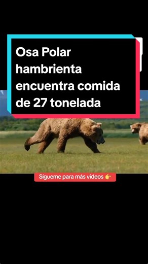 Habilidades de los Osos Polares en el Agua y el Hielo