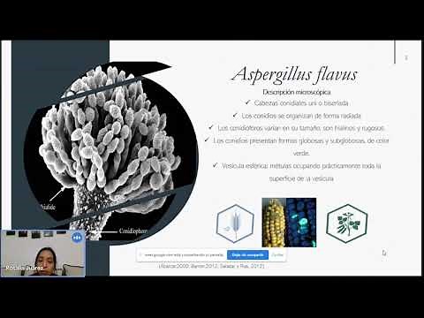 Aspergillus Flavus, productor de aflatoxinas: enemigo de la seguridad alimentaria y salud humana
