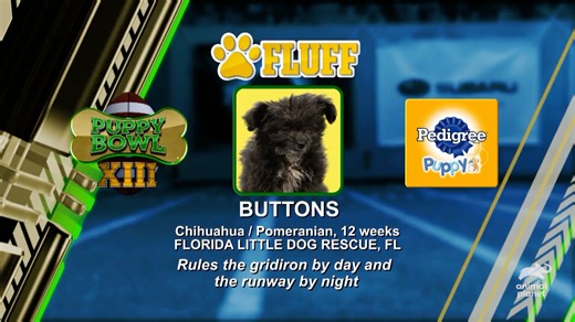 These pups didn't come to play, literally! While they might be lacking in enthusiasm, these pups still brought cuteness to rival the best of some past Puppy Bowl players! Don't miss #PuppyBowl Sunday, Feb 8 at 2p ET | 11a PT on Animal Planet. | Puppy Bowl