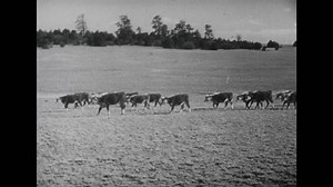 1950s Cowboy Drives Cattle Through Field Stock Footage Video (100% Royalty-free) 1099672237 | Shutterstock