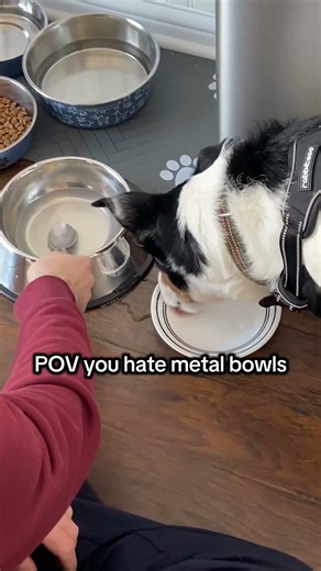 I’m a special kind of quirky #funnydogs