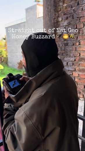 Honey Buzzard Hunting: Nature's Classroom Experience