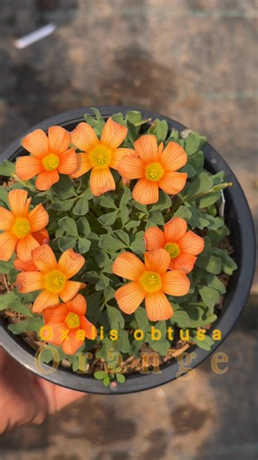 𝙊𝙭𝙖𝙡𝙞𝙨 𝙤𝙗𝙩𝙪𝙨𝙖 '𝑂𝑟𝑎𝑛𝑔𝑒' | O2 garden