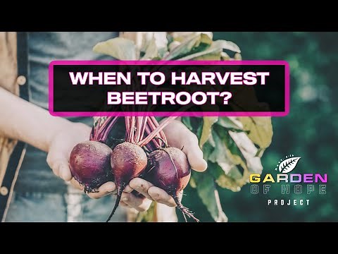 When to harvest beetroot? | Vegetable Gardening Tips