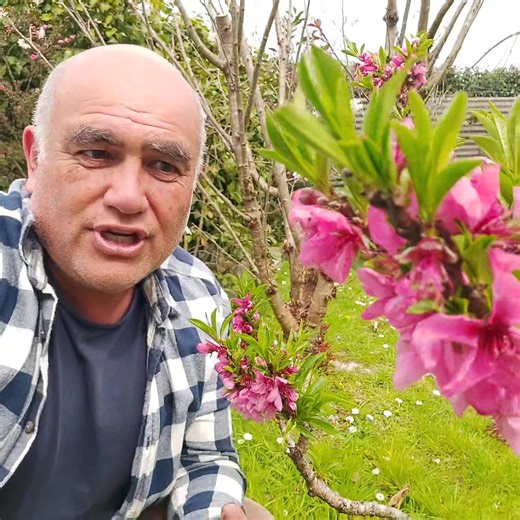 Pretty Pink Peach flowers 🌸 . I enjoy this dwarf peach just for its flowers, the fruit are a bonus. It would also suit growing as an ornamental shrub in a large planter pot on a deck or patio. Most garden centres have a selection of dwarf fruit trees for sale if you are interested in growing one in your garden. Transplant them just like you would a regular tree. Dig a hole twice as large as the root bag, and place some mulch on the surface to retain moisture over Summer. During the warm months 