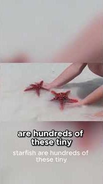 Starfish's Shocking Feeding Method Digesting #facts #marinemystery #biggestsquid