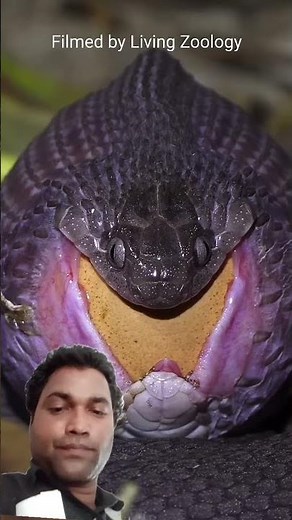 Egg-eater swallowing a huge egg snake feeding