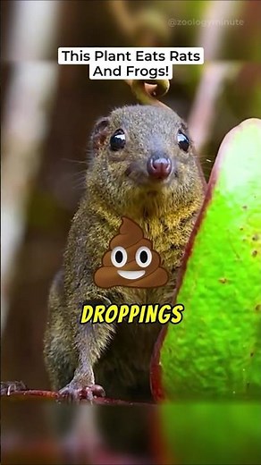This Plant Can Eat Rats And Frogs