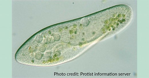 The Biological Classification of Paramecium – Name, History, and Evolution