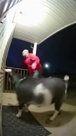 Messi spotted on my porch 🐐📦